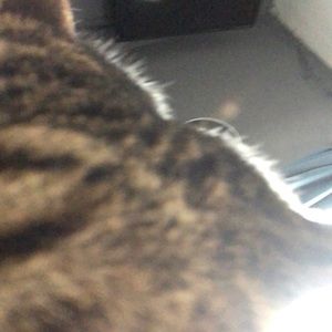 Meet your Posher, Jiselle